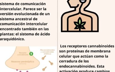 CANNABINOIDES