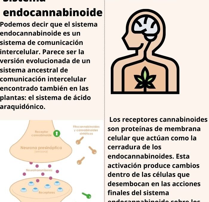 CANNABINOIDES